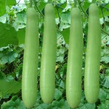 Bottle Gourd Seedlings
